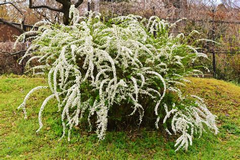 庭院樹木|庭木図鑑 植木ペディア